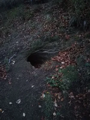 Rotten log hole from vulcano eruption