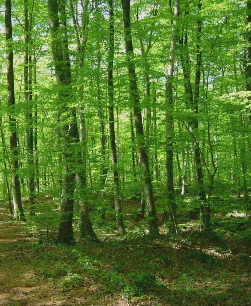 Parc de la zona volcànica de la Garrotxa & La fageda d'en Jordà