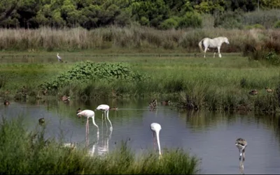 Espais naturals del Delta del Llobregat — photo 1