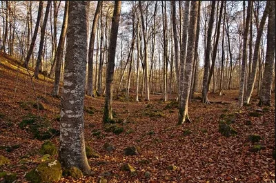 Parc de la zona volcànica de la Garrotxa & La fageda d'en Jordà — photo 3