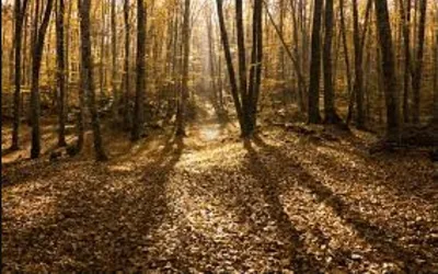 Parc de la zona volcànica de la Garrotxa & La fageda d'en Jordà — photo 5
