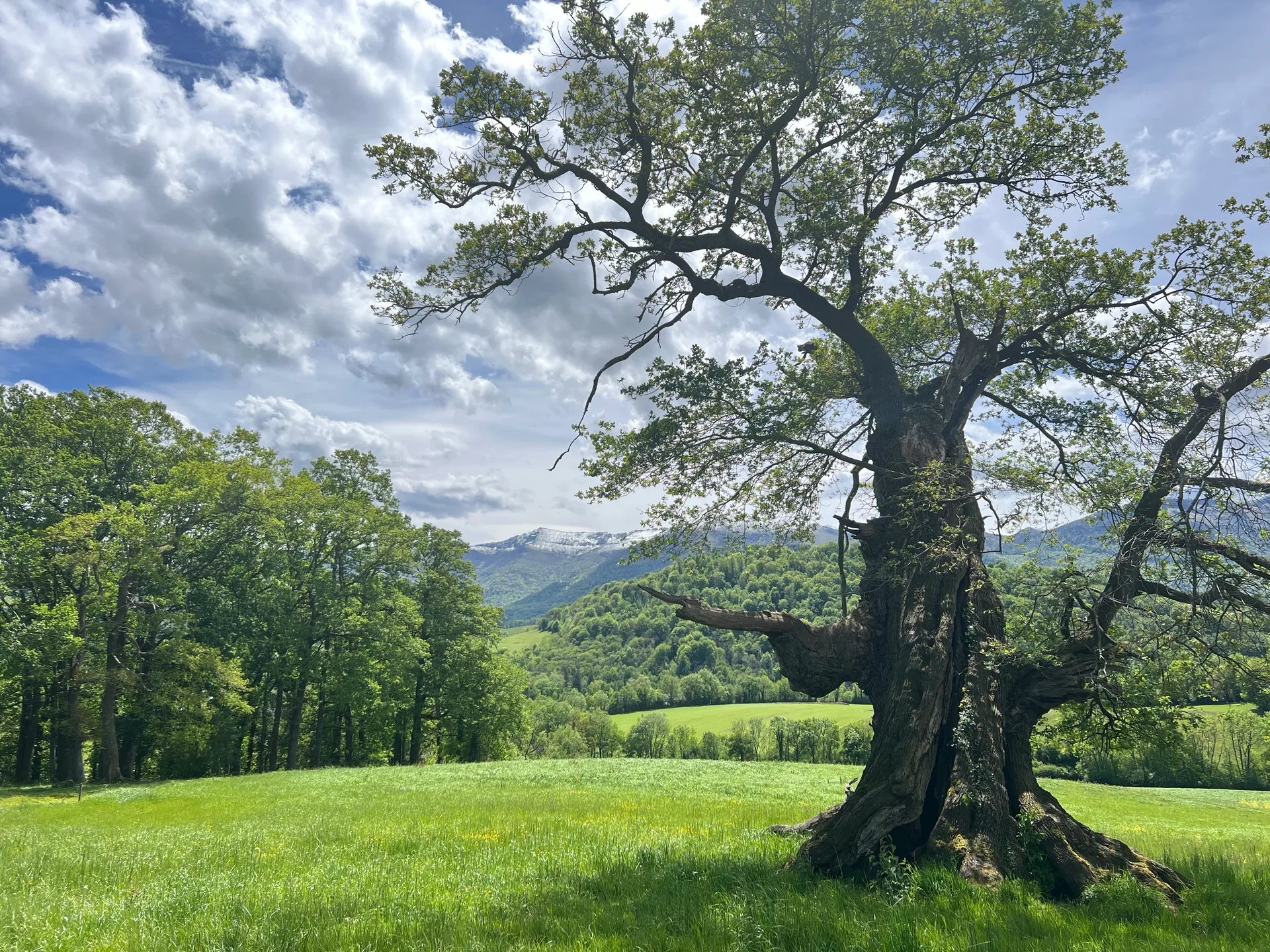 Arbre Remarquable de Lys