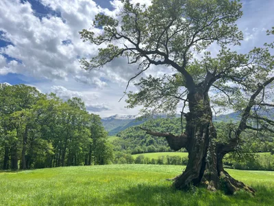 Arbre Remarquable de Lys