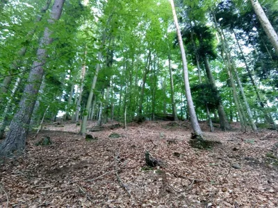 Château du Wasigenstein — photo 3