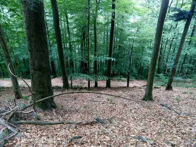 Château du Wasigenstein — photo 10