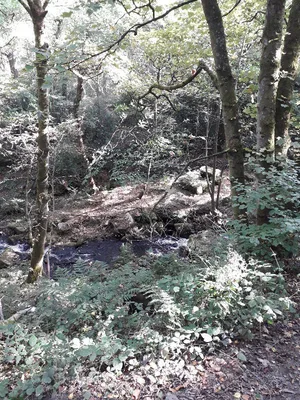 Wyming brook nature reserve — photo 3