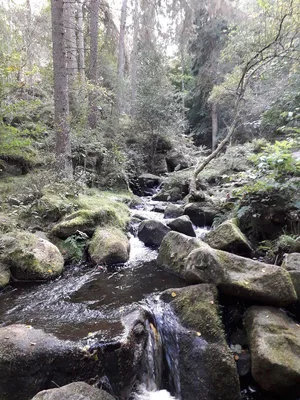 Wyming brook nature reserve — photo 4