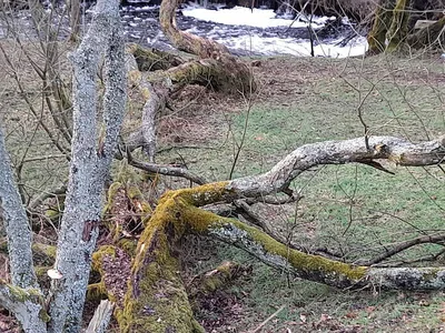 Barbrook lake beauty spot — photo 4