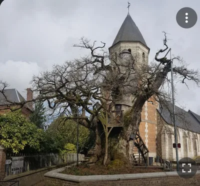 Chêne d'Allouville-Bellefosse — photo 3