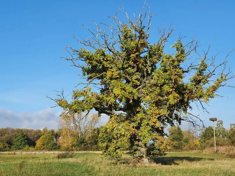 Old Oak Tree