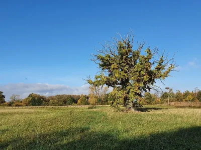 Old Oak Tree — photo 4