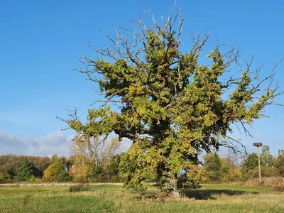 Old Oak Tree — photo 5