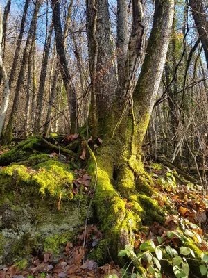 Carrefour de la Mûre — photo 3