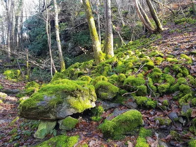 Carrefour de la Mûre — photo 6