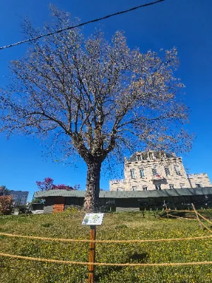 Grand sophora de Beaumont