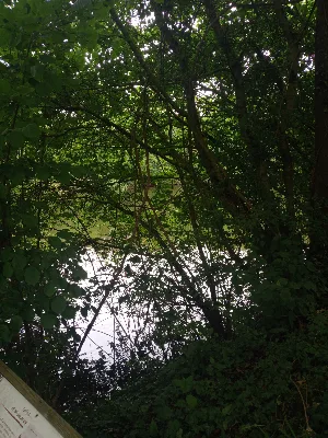 Étang de la tuilerie — photo 2
