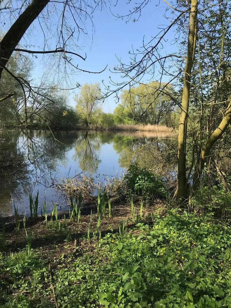 The Biesbosch