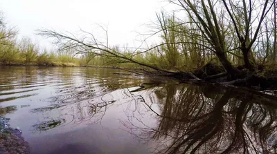 The Biesbosch — photo 2