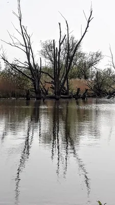 The Biesbosch — photo 4