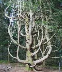 Arbre du diable