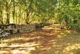 Forêt de la braunhie
