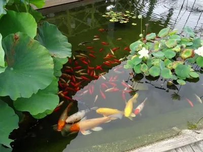 Les jardins d'eau de Carsac — photo 3