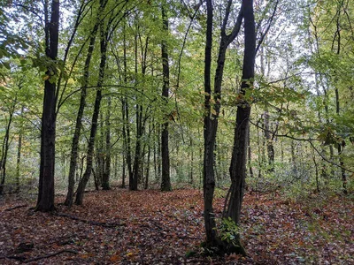 Forêt de Raismes - St Amand - Wallers — photo 2