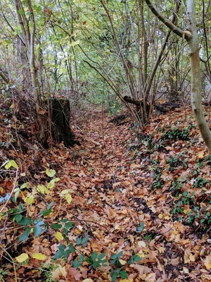 Forêt de Raismes - St Amand - Wallers — photo 3
