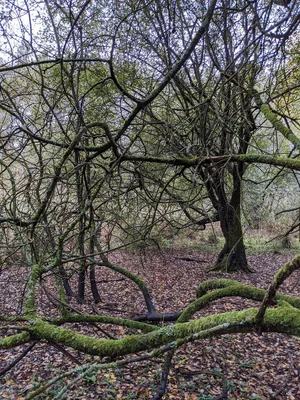 Forêt de Raismes - St Amand - Wallers — photo 4