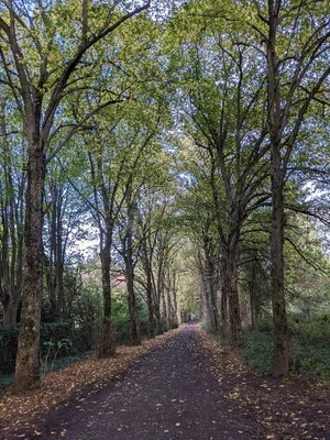 Bois de Warwamme