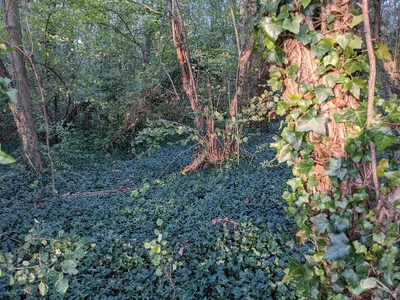 Bois de Warwamme — photo 2