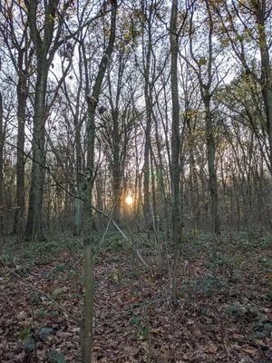 Bois de Warwamme — photo 3
