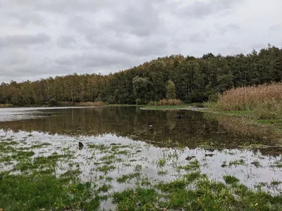 Forêt de Raismes - St Amand - Wallers — photo 5