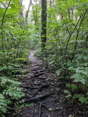 Bois de Warwamme — photo 10