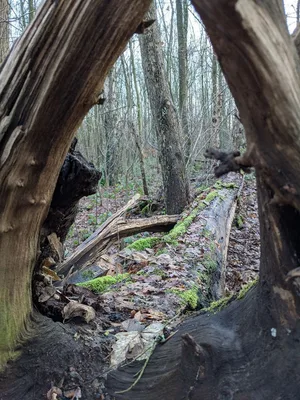 Bois de Warwamme — photo 11