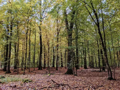 Forêt de Raismes - St Amand - Wallers — photo 7