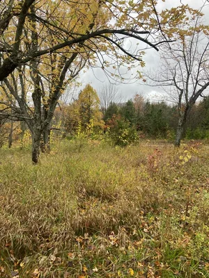 Devil’s Glen — photo 1