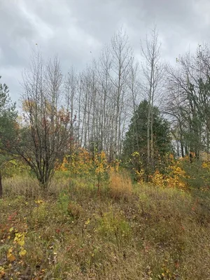 Devil’s Glen — photo 2