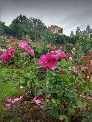 Parc du Thabor — photo 3