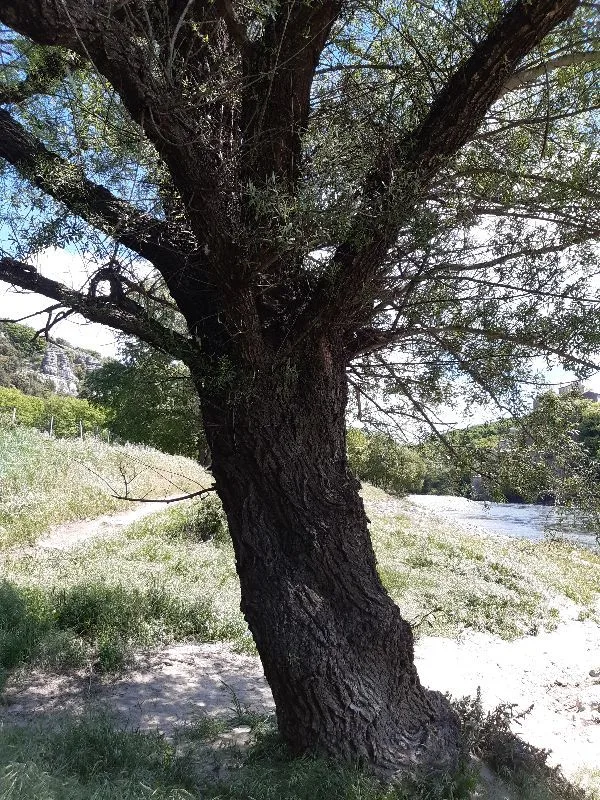 Le Saulne de Balazuc