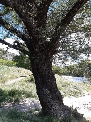 Le Saulne de Balazuc — photo 1