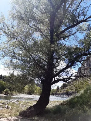 Le Saulne de Balazuc — photo 3