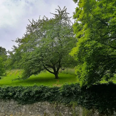 Chez Jean Jacques Rousseau — photo 2