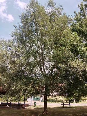 L'arboretum des Saules — photo 1