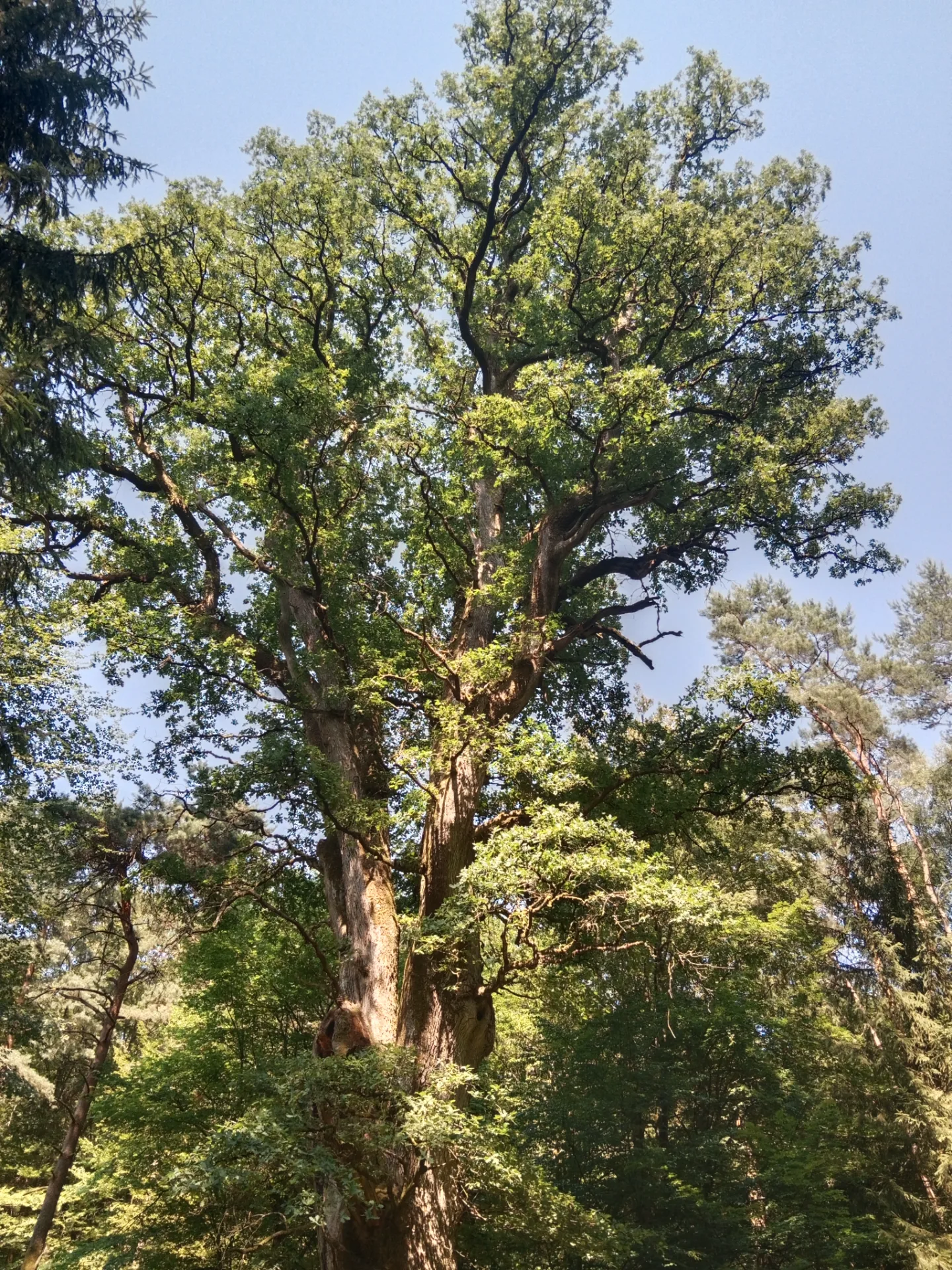 Le Grand Chêne