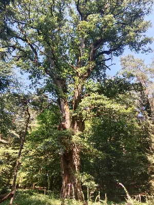 Le Grand Chêne — photo 2