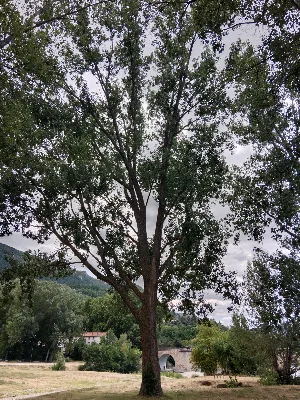 Île de la Madrerie — photo 1