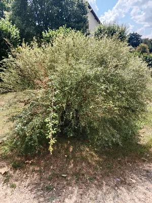 L'arboretum des Saules — photo 4