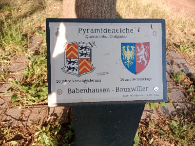 Pyramideneiche — photo 2