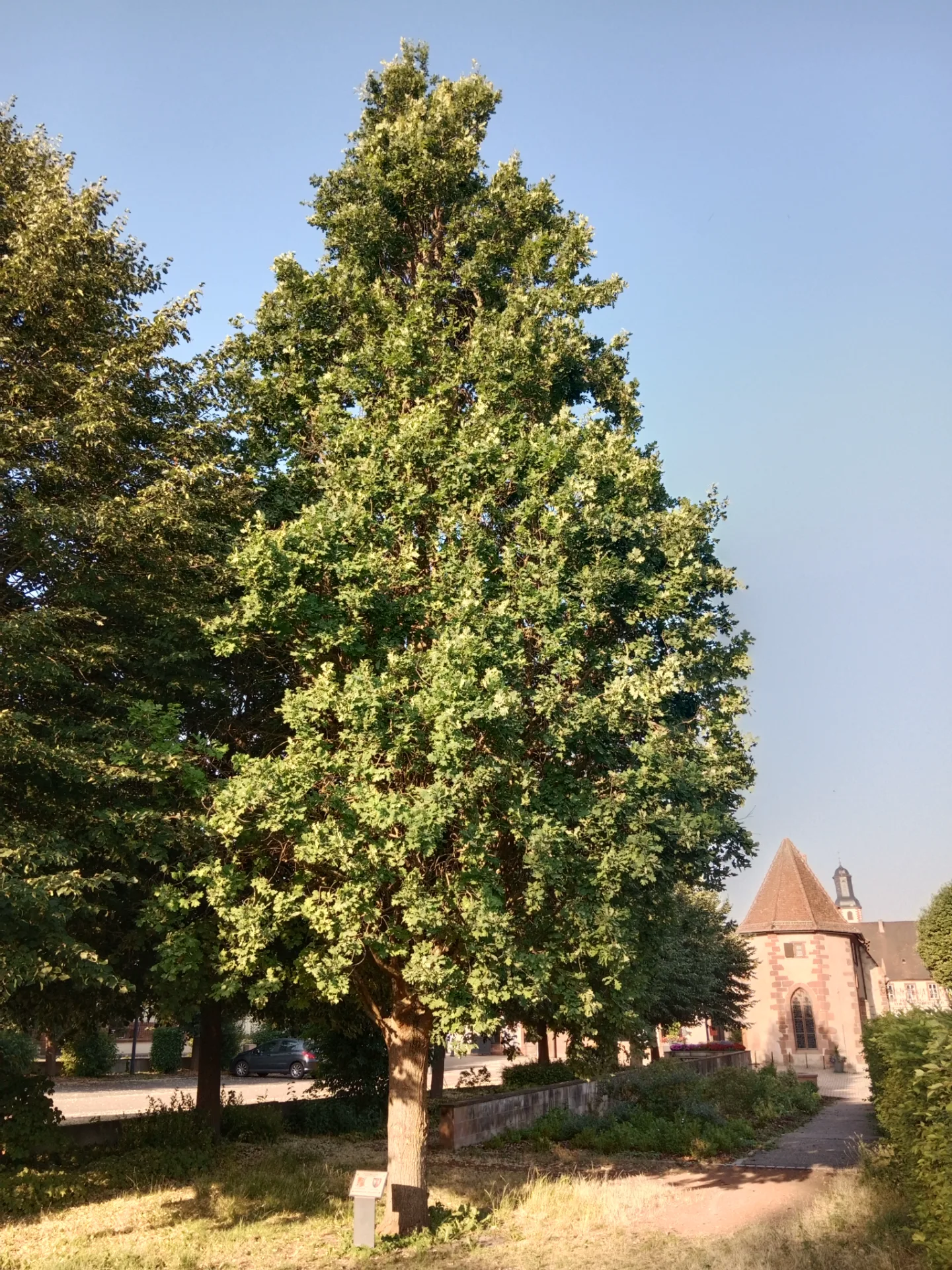 Pyramideneiche